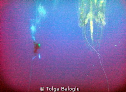 The diver is not alone.. by Tolga Baloglu 